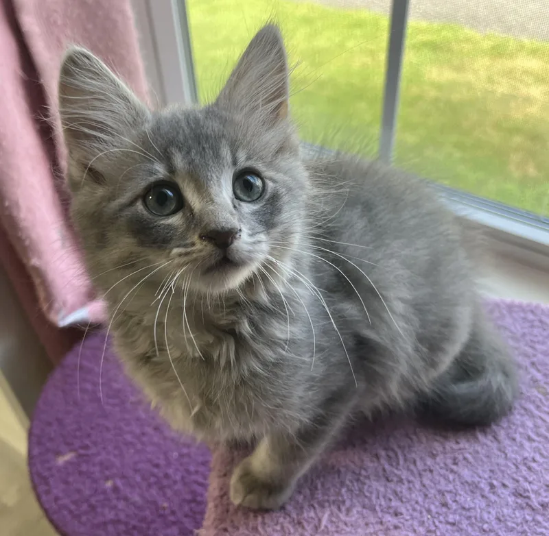 A baby medium-sized male Tabby (Gray / Blue / Silver) Domestic Medium Hair cat named Turtle for adoption in Rocky Hill, CT