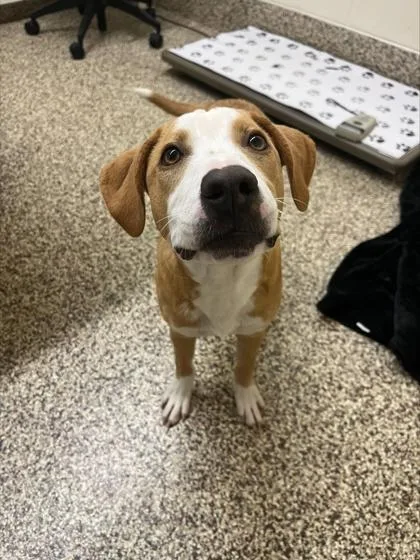 A baby medium-sized male Labrador Retriever dog named Tanner for adoption in Westland, MI