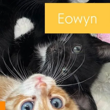 Eowyn thumbnail 2