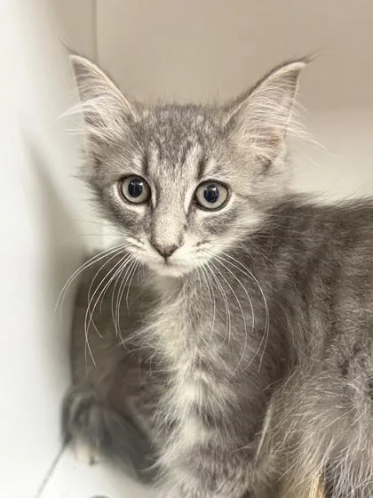 A baby small-sized female Domestic Short Hair cat named Cinco for adoption in West Chester, PA
