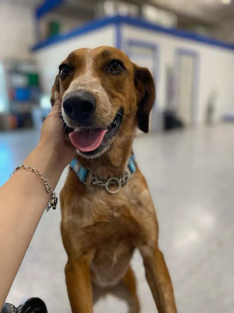 An adult medium-sized female Red / Chestnut / Orange Australian Cattle Dog / Blue Heeler dog named Cinnamon for adoption in Gatesville, TX