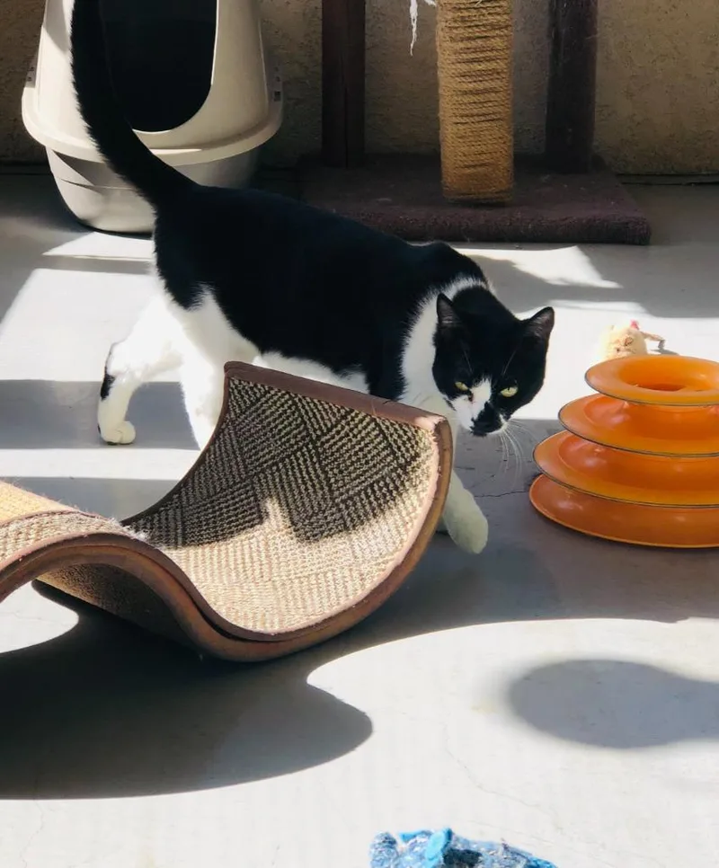 An adult small-sized female Domestic Short Hair cat named Erica for adoption in Los Angeles, CA
