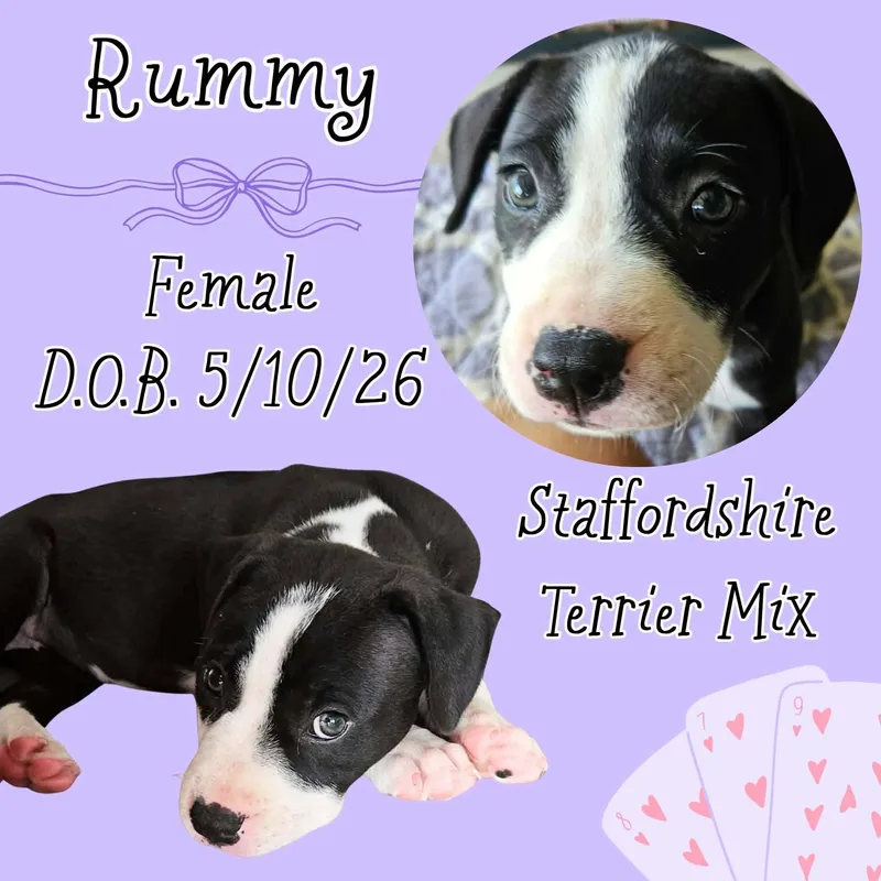 A baby medium-sized female Black American Staffordshire Terrier dog named Rummy for adoption in Caldwell, TX