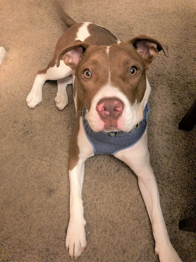 Harley Quinn Courtesy Listing