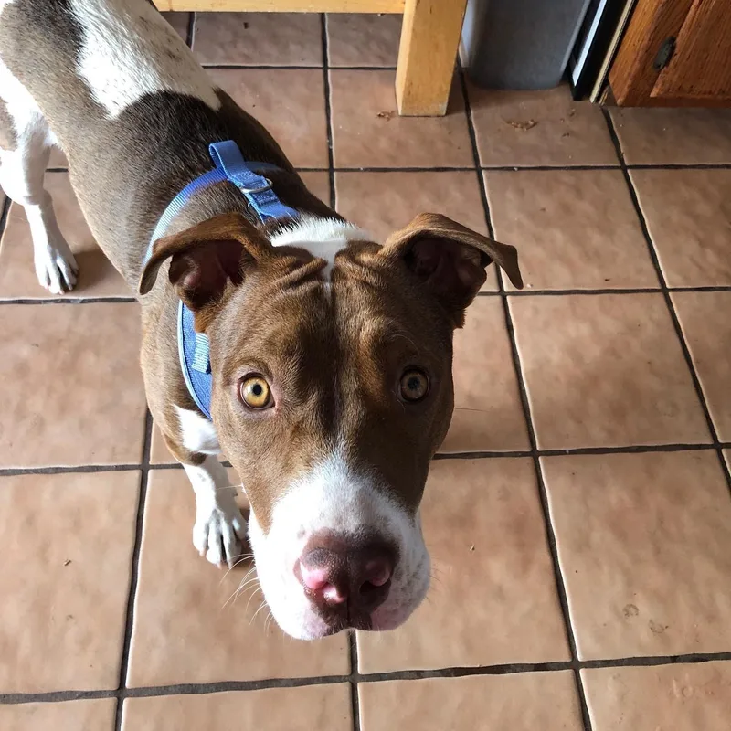 Harley Quinn Courtesy Listing thumbnail 2