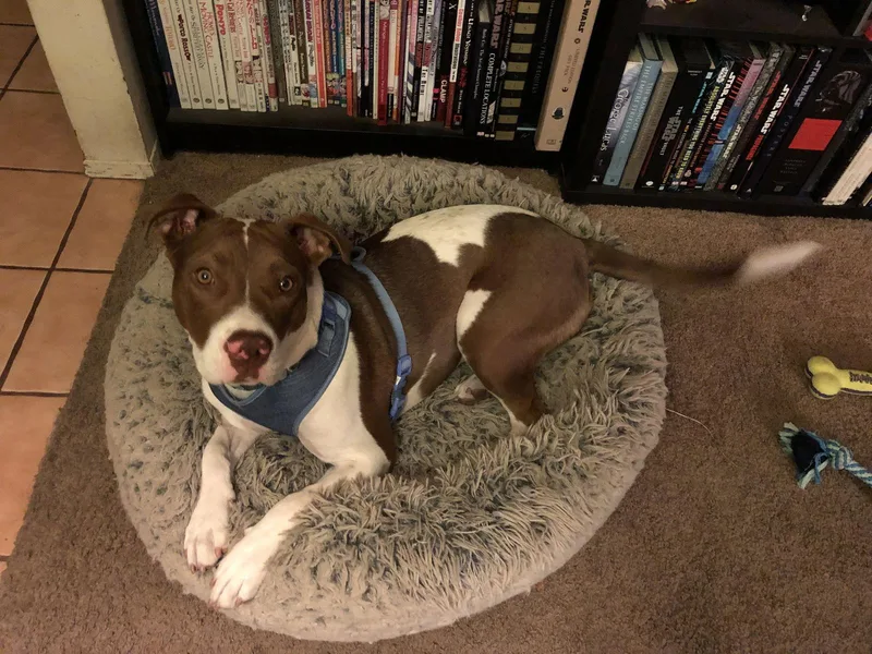 Harley Quinn Courtesy Listing thumbnail 3