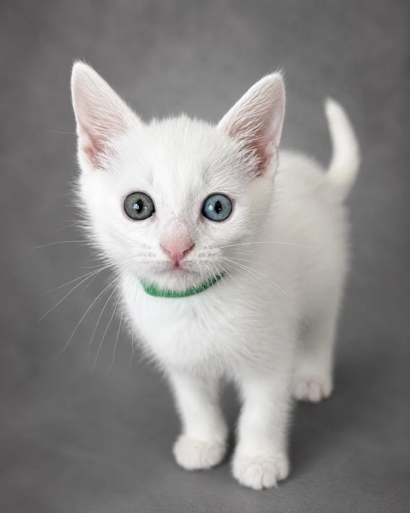 A baby medium-sized male Domestic Short Hair cat named Brioche for adoption in Lemoyne, PA