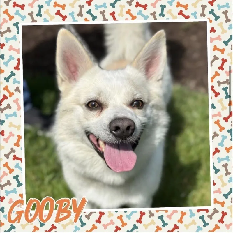 A baby small-sized male White / Cream Pomeranian dog named Gooby for adoption in Normal, IL