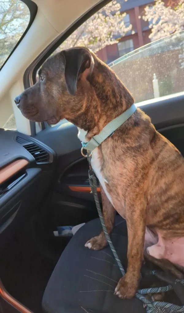 Otis