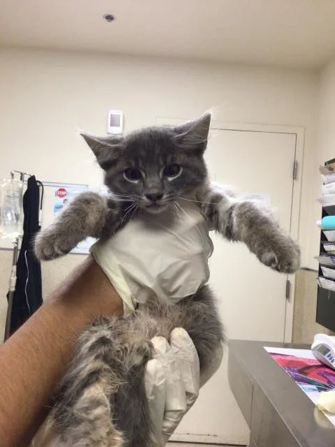 A baby small-sized female Domestic Short Hair cat named Maggie for adoption in Riverside, CA