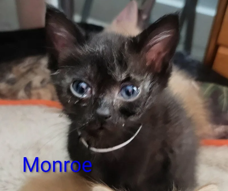 A baby small-sized male American Shorthair cat named Monroe for adoption in Panama City, FL