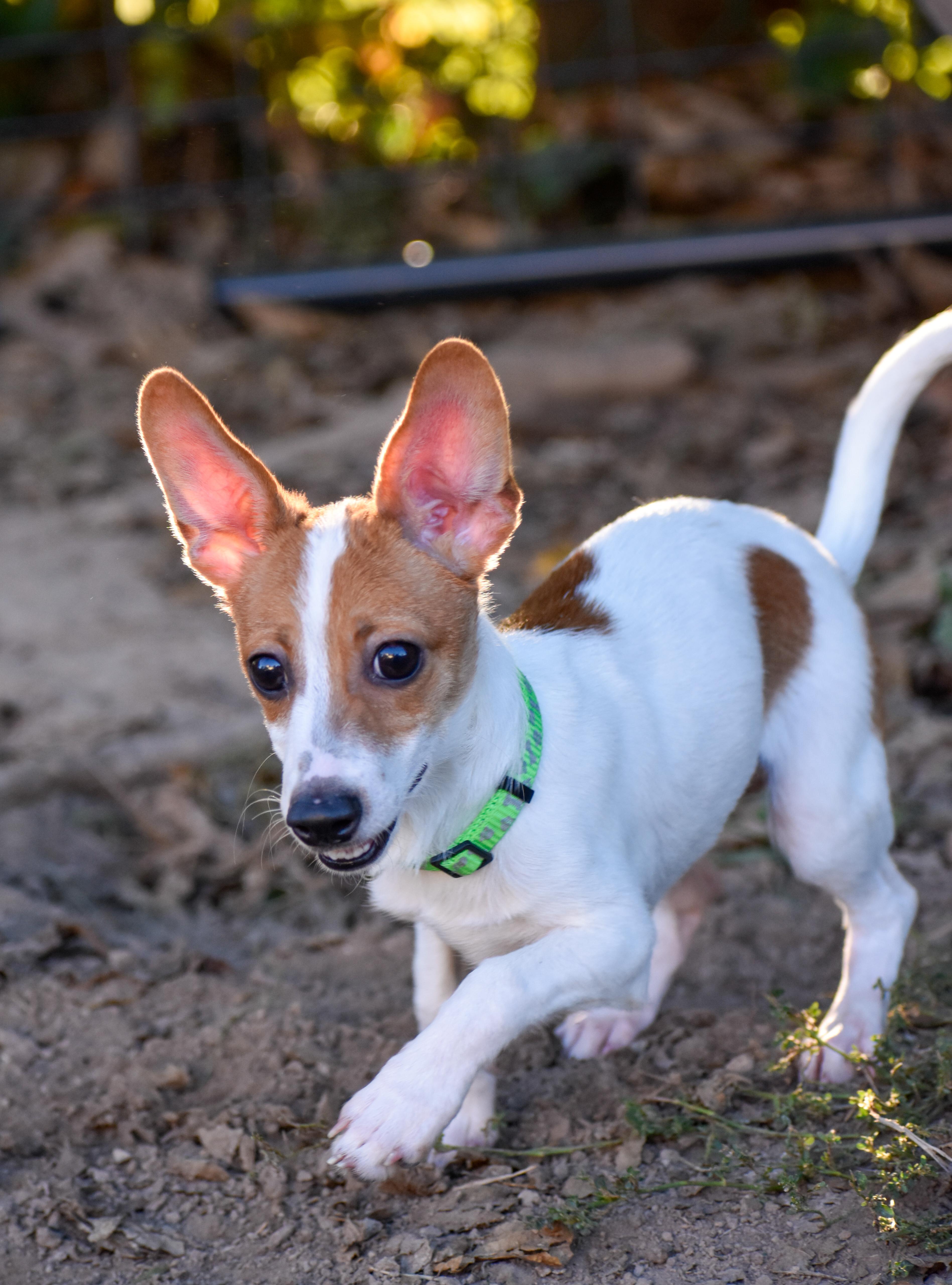 A young small-sized male Chihuahua dog named Tortilla for adoption in Indianapolis, IN