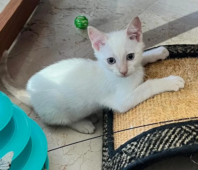 A baby small-sized male Orange & White Domestic Short Hair cat named Harry for adoption in Wellington, FL
