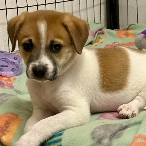 A baby medium-sized female Bicolor Mixed Breed dog named Tapa for adoption in Chino valley, AZ