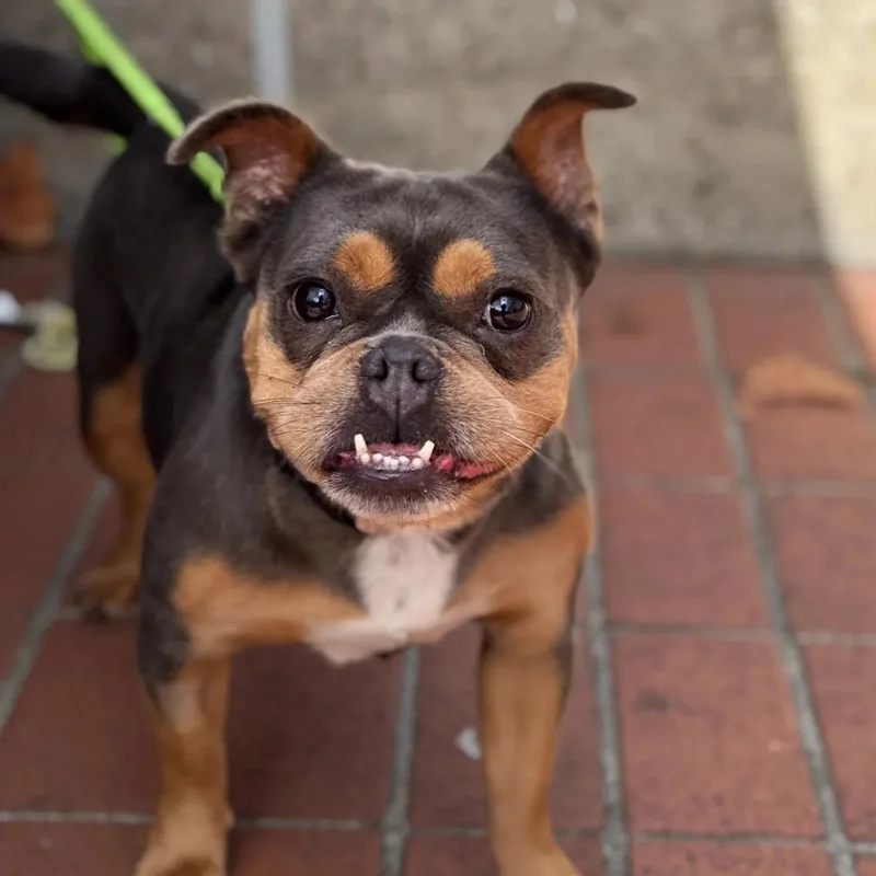 An adult medium-sized female Bulldog dog named Bijou for adoption in San Francisco, CA