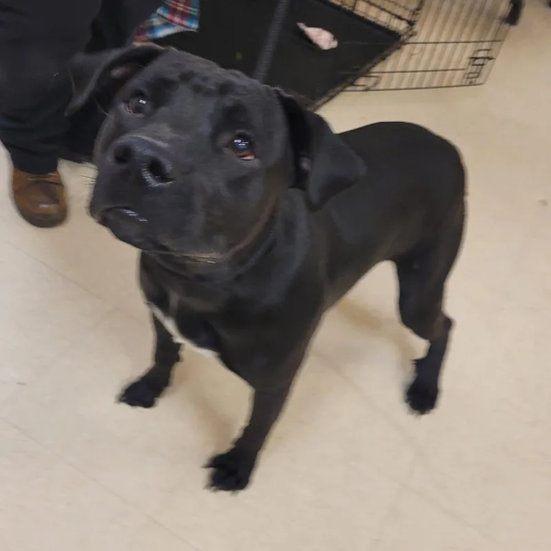 An adult medium-sized male Black Mixed Breed dog named Atlas for adoption in Lake Panasoffkee, FL