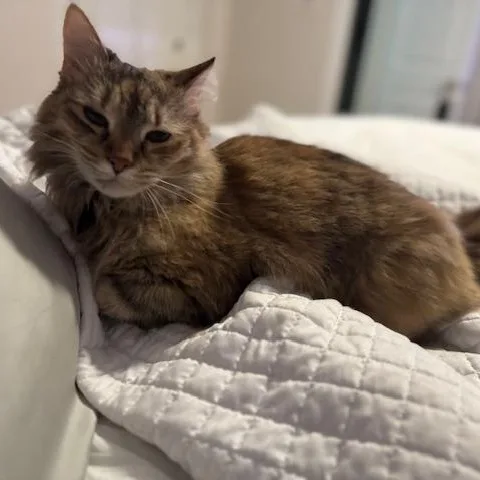 Foxy Lady thumbnail 2