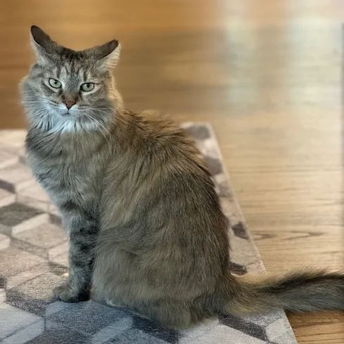 Foxy Lady thumbnail 4