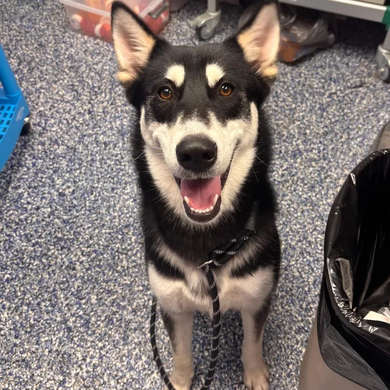 An adult medium-sized female Husky dog named Nikita for adoption in Belleville, IL