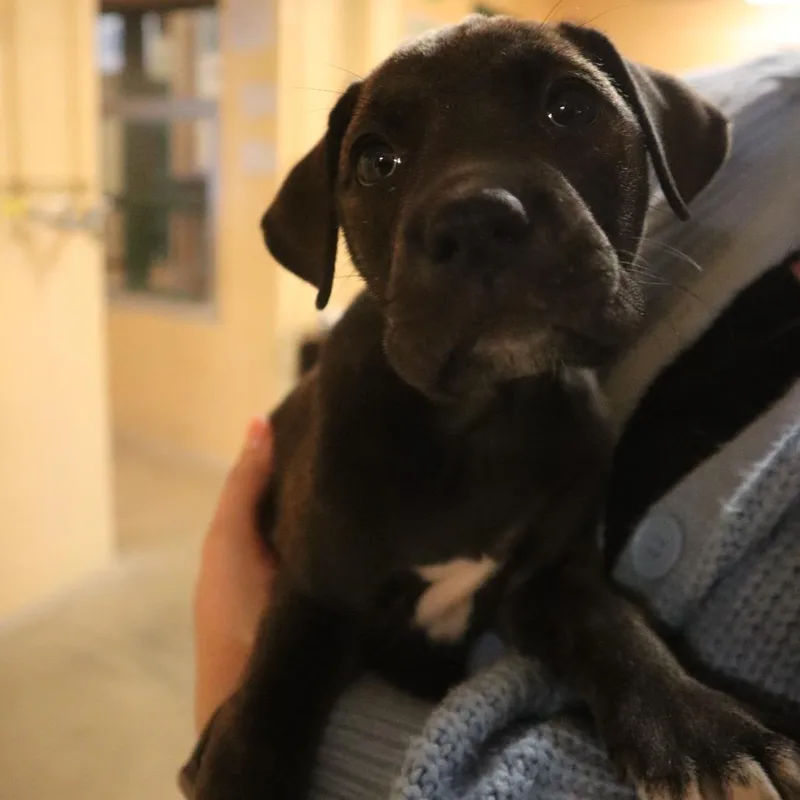 Delilah