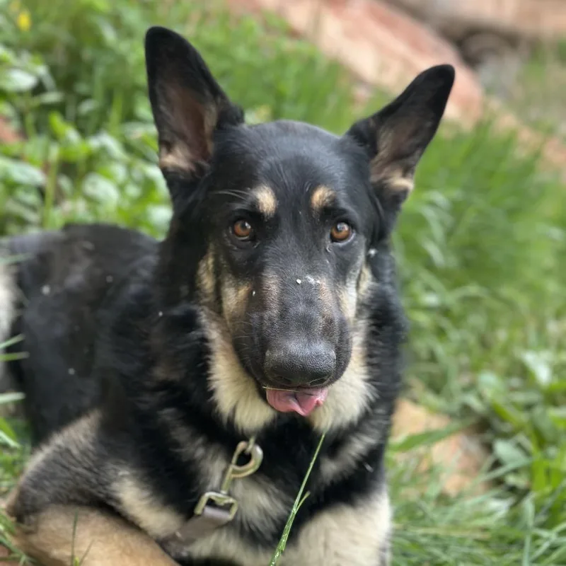 Logan