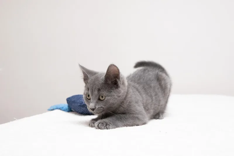 A baby medium-sized female Gray / Blue / Silver Domestic Short Hair cat named Willa for adoption in Montclair, NJ