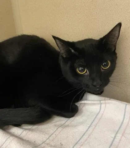 A baby medium-sized female Domestic Short Hair cat named Rosie for adoption in East Brookfield, MA