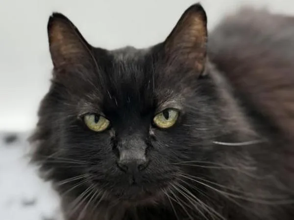 An adult medium-sized male Domestic Medium Hair cat named Kebo for adoption in Portland, OR