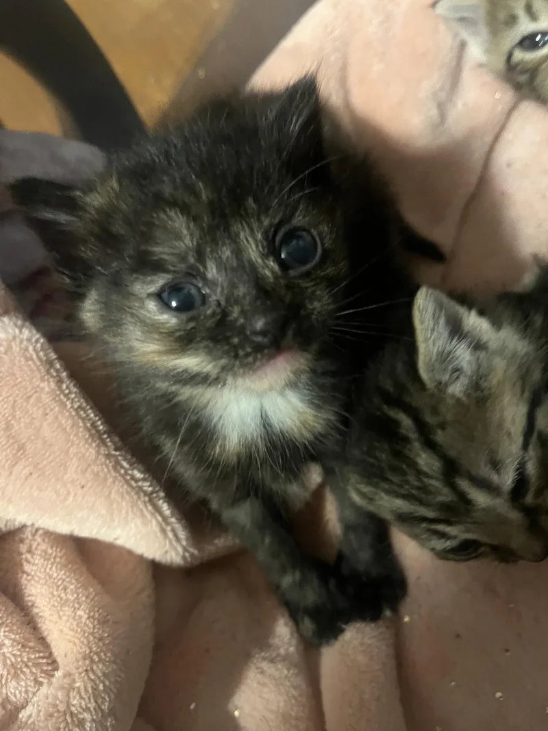 A baby small-sized female Orange / Red Domestic Short Hair cat named Tortilla for adoption in Forest, VA