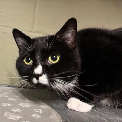 An adult large-sized male Black & White / Tuxedo Domestic Short Hair cat named Garrett for adoption in Braintree, MA