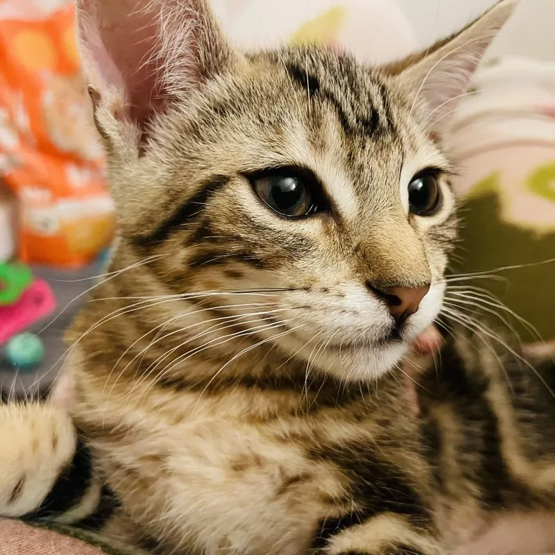 Tigerlily  Chino Hills thumbnail 2