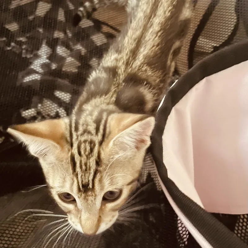 Tigerlily  Chino Hills thumbnail 3