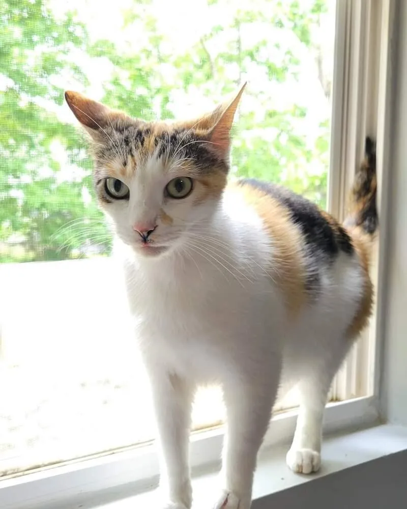 Reduced Fee Mirabel thumbnail 2