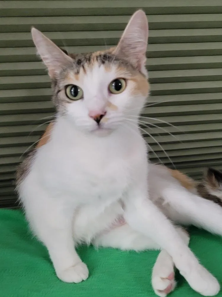 Reduced Fee Mirabel thumbnail 3