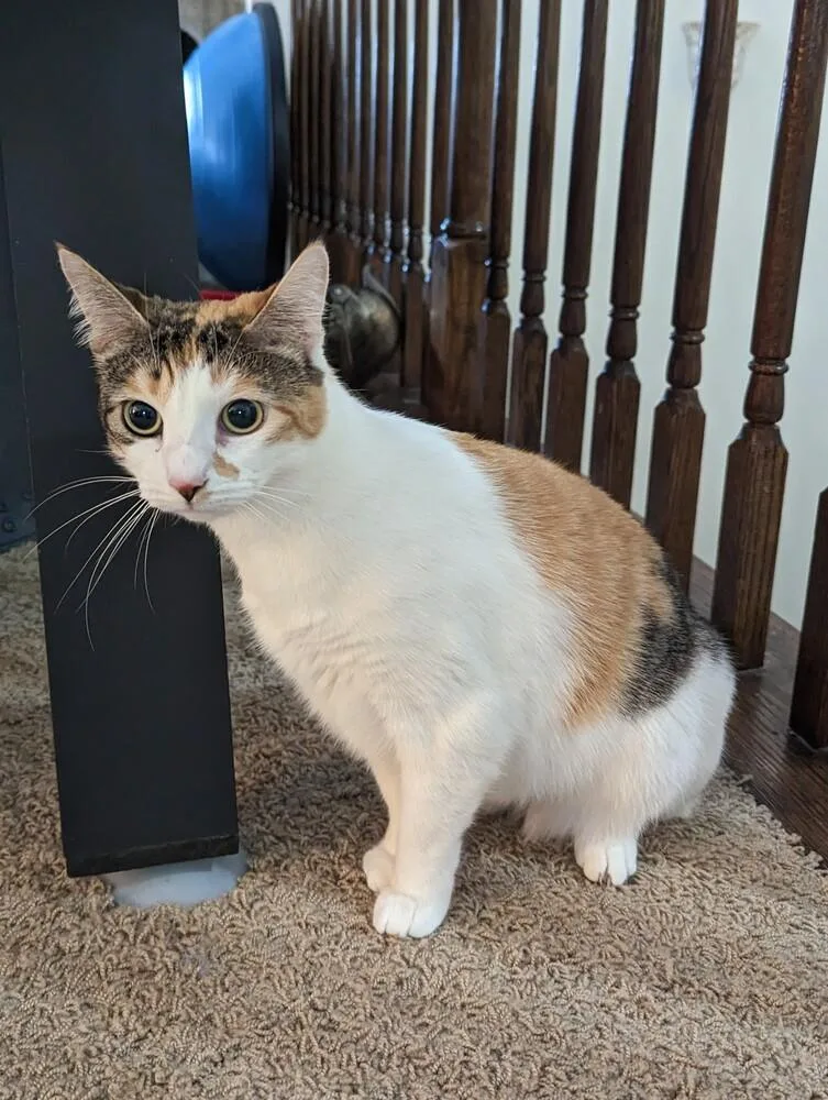 Reduced Fee Mirabel thumbnail 4