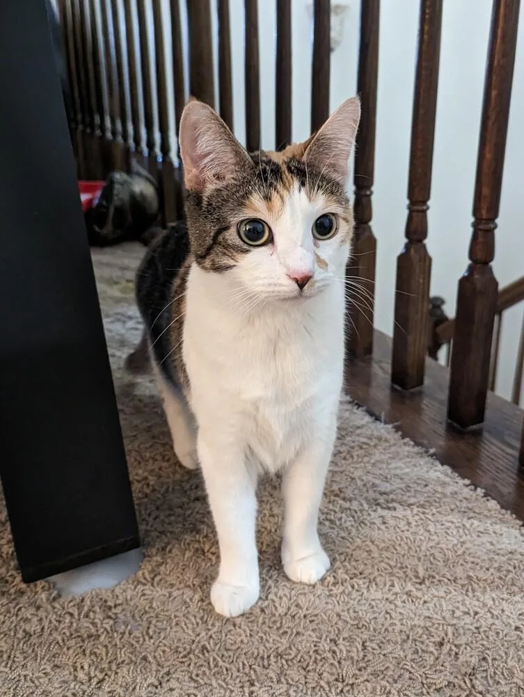 Reduced Fee Mirabel thumbnail 5