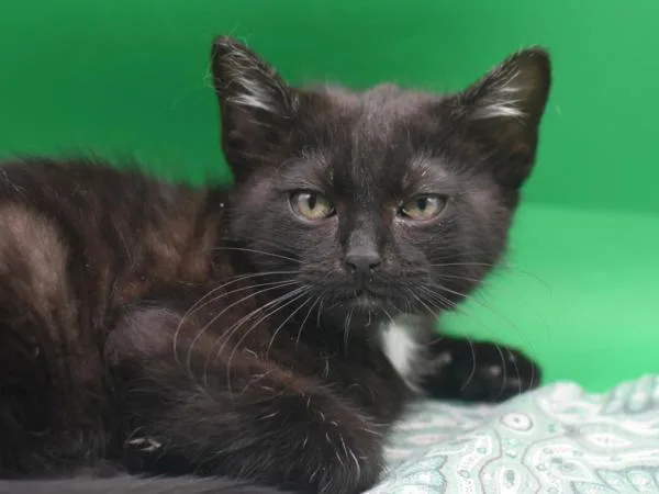 A baby small-sized male Domestic Short Hair cat named Van for adoption in Portland, OR