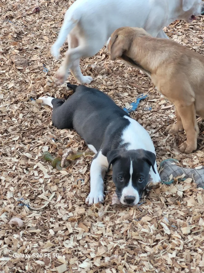 A baby medium-sized female American Bulldog dog named Mary for adoption in Hillsdale, NY