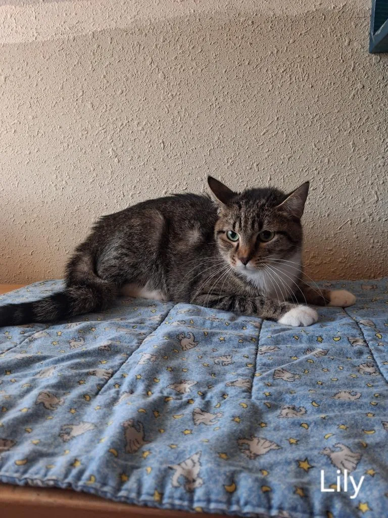 A young medium-sized female Domestic Short Hair cat named Lily for adoption in Hot Springs, SD