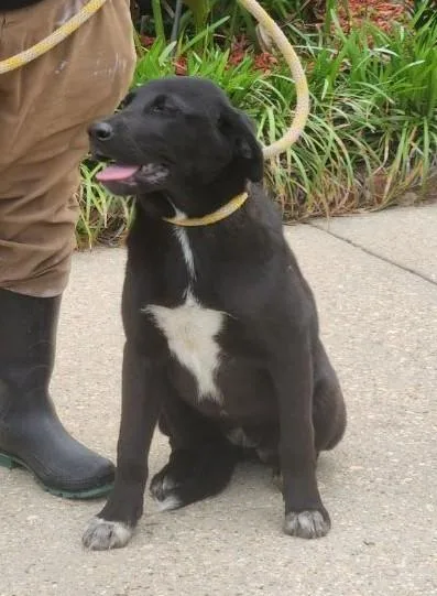 A young medium-sized female Shepherd dog named Mallory for adoption in Madison, NJ