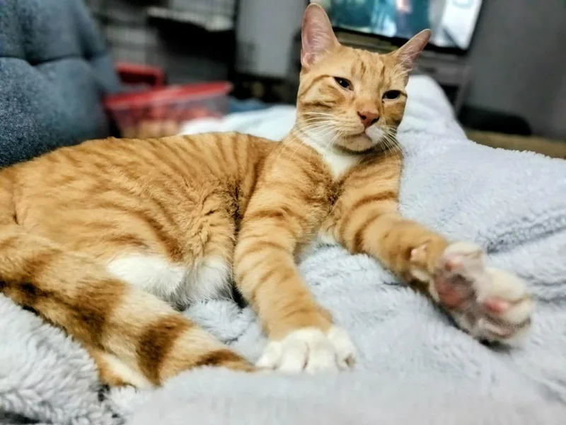 A baby medium-sized male Domestic Short Hair cat named Oliver for adoption in Minneapolis, MN