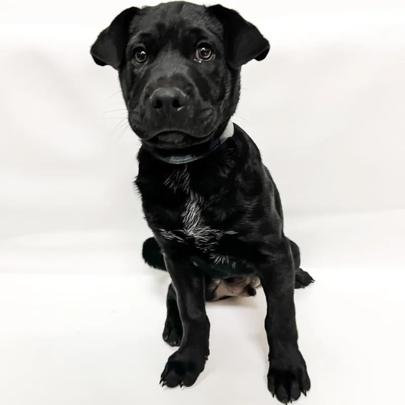 Jax