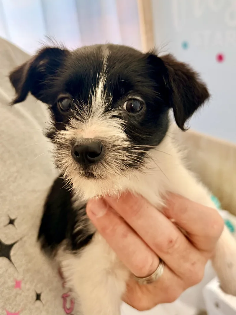 A baby small-sized male Shih Tzu dog named Phoenix for adoption in Copiague, NY