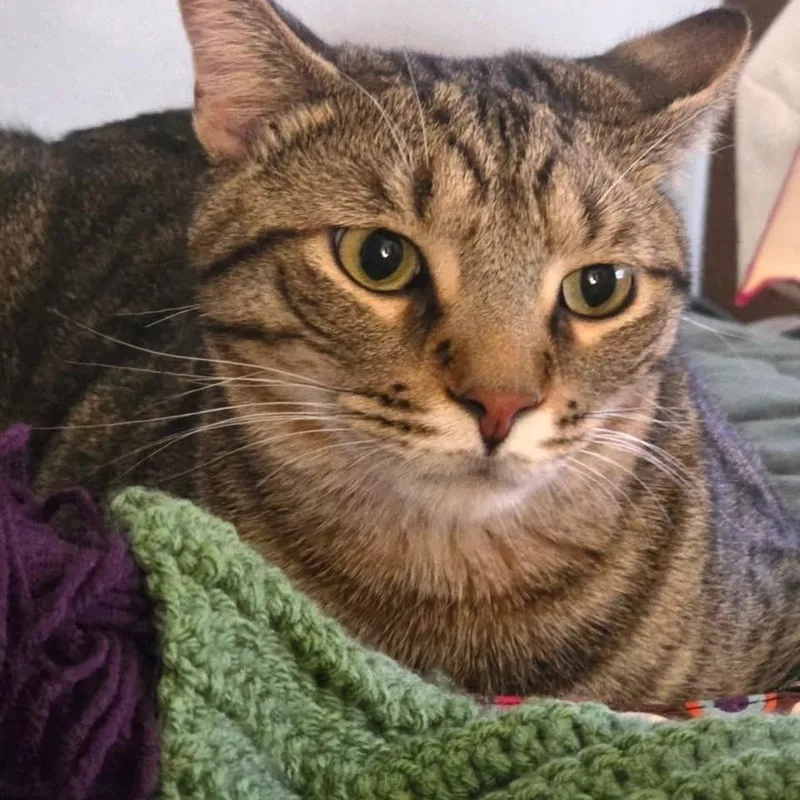 An adult extra large-sized male Tabby (Brown / Chocolate) Domestic Short Hair cat named Zebra for adoption in Indianapolis, IN
