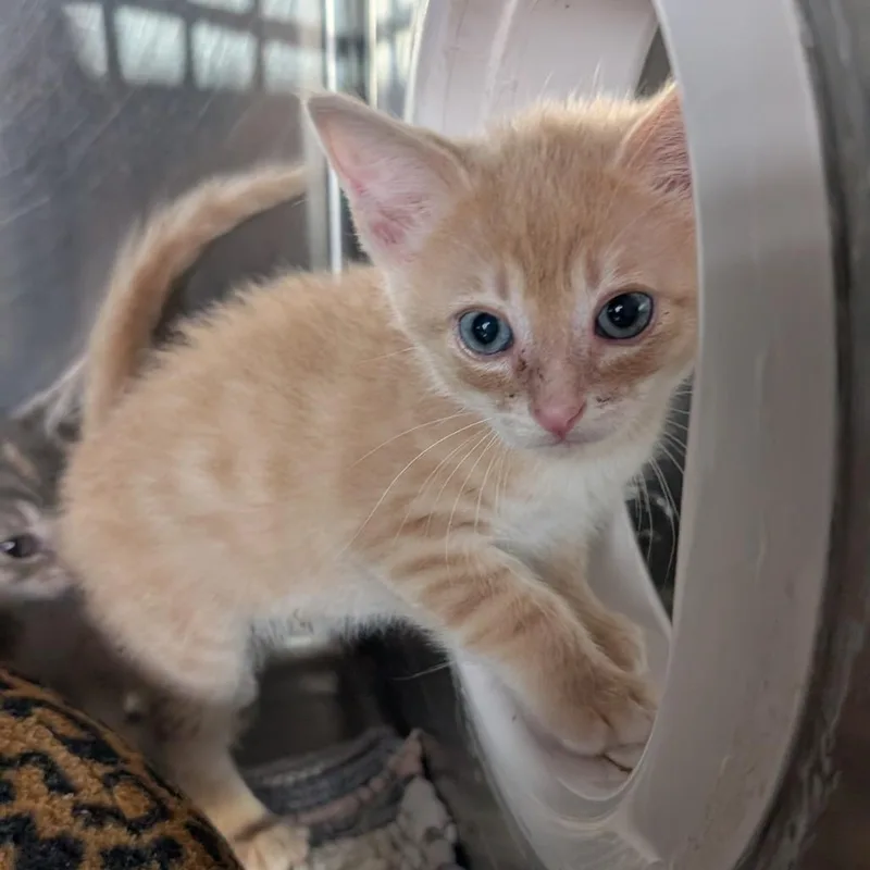 A baby small-sized male Buff / Tan / Fawn Domestic Short Hair cat named Papaya for adoption in Jefferson city, TN