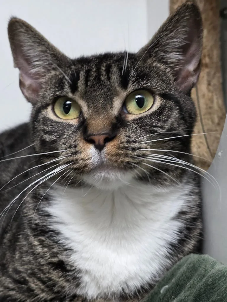 A young medium-sized female Domestic Short Hair cat named Mama Scott for adoption in Huntington, IN