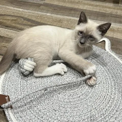 A baby small-sized male Seal Point Siamese cat named Patron for adoption in San Diego, CA