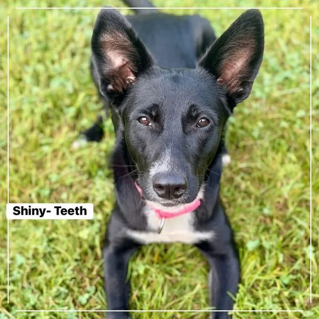 Shiny Teeth thumbnail 5