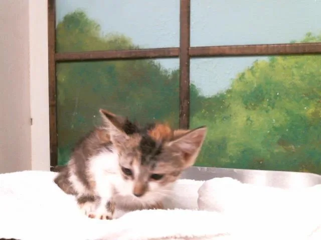 A baby small-sized female Domestic Short Hair cat named Serenity for adoption in Houston, TX