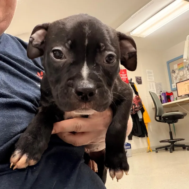 A baby small-sized male Black Pit Bull Terrier dog named Lock for adoption in Indianapolis, IN